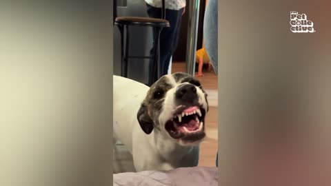 Funny Animals