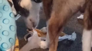 This dog deals with his Christmas presents himself!