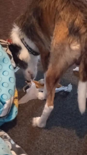 This dog deals with his Christmas presents himself!