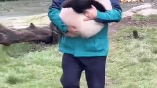 😂🐼 Lazy Panda Carried to Playground | FunFM