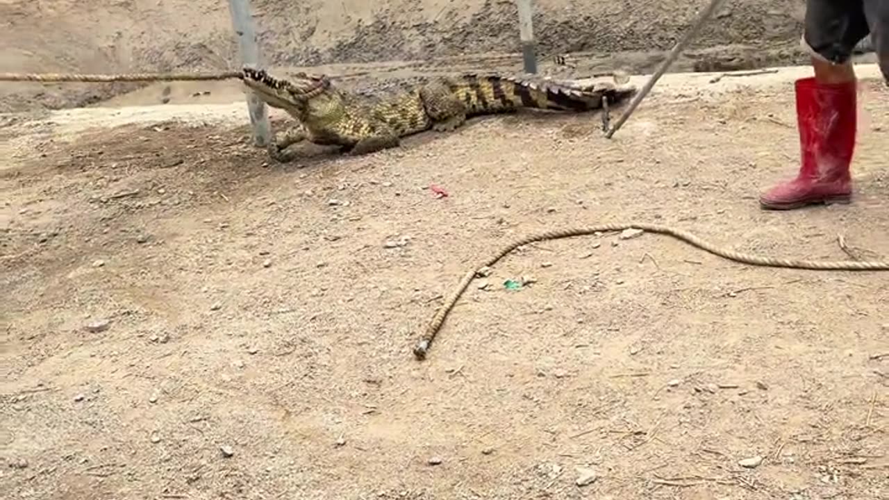 Catching crocodiles is also a technical job.
