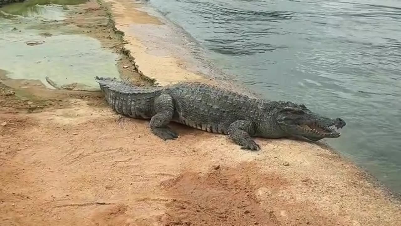 Recently, these stubborn people have been cursing quite dirty.