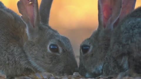 Bunny Staring Contest 🐰👀🐰 | Sounds of Nature