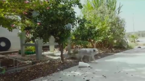 NETANYAHU NEVER SEEN COURT FOOTAGE