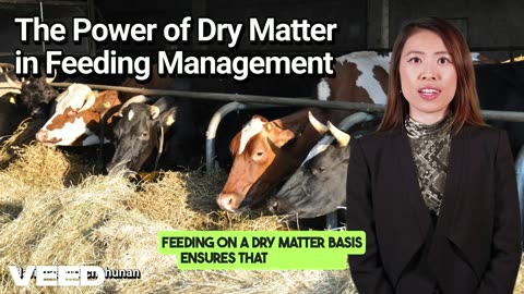 Unlocking the Dairy Excellence:The Power of Dry Matter in Feeding Management