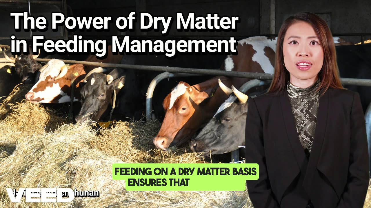 Unlocking the Dairy Excellence:The Power of Dry Matter in Feeding Management