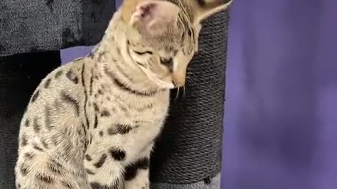 Dog's Comedy Videos 🤣 so cute videos and puppies comedy scenes 😂 so cute 🥰🥰🥰🥰