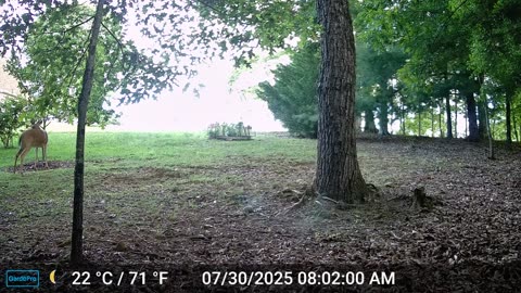 The Woods – 07/30/2025