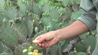 Foraging Wild Food - Survival Texas