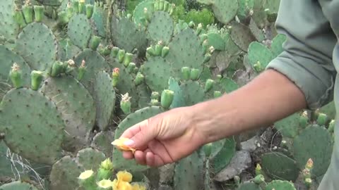 Foraging Wild Food - Survival Texas