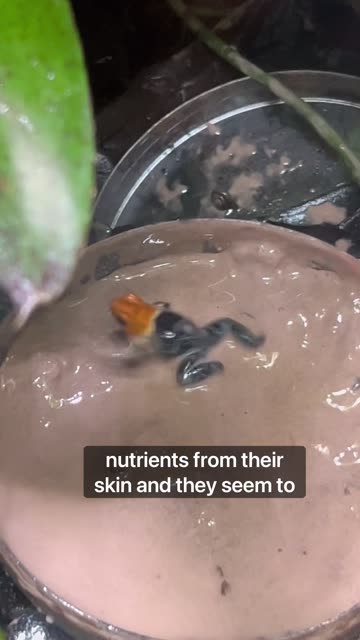 1000 Day Indoor Ecosystem