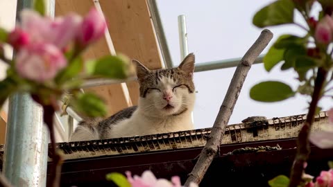 Cute Animal Ep268