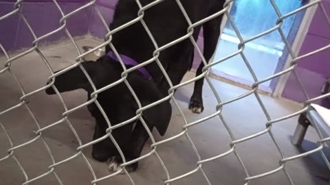 Rocky 3y Pet Id 948582 kennel 18 HSSAZ shelter I love Rocky's innocence, youthful openness2025081569