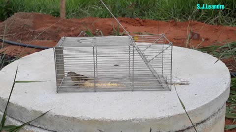 Pega Pássaro Canário-da-terra-verdadeiro com armadilha