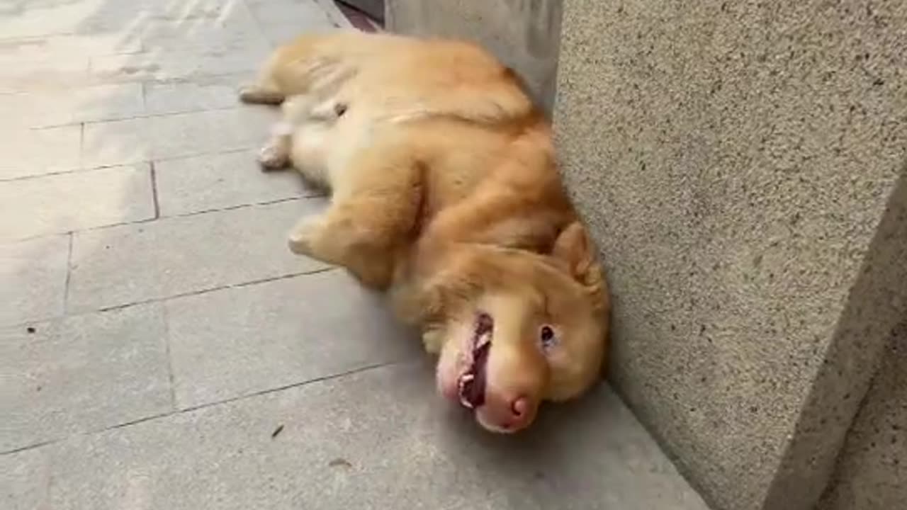 Neighbor's dog