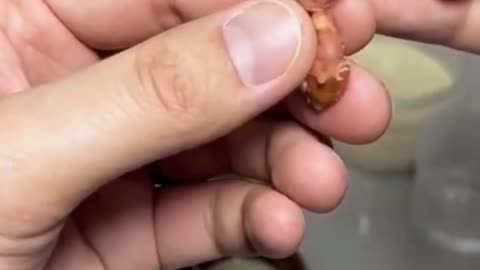 Feeding a Newly Hatched Tiny Bird!