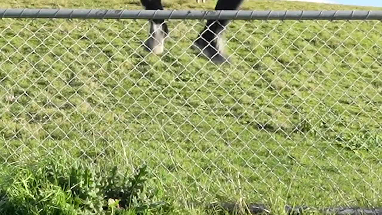 Funny animals videos
