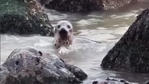 Horsey Beach Baby Seals 🦭 Hike