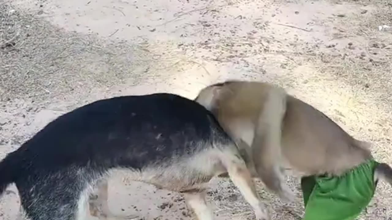 Dogs vs monkey very funny video 😹😂🤣