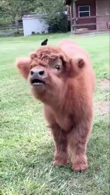 Animal Sound Tiger Cub, Small Elephant, Cat, And Goat #cat #shorts #shortsfeed #ytshorts