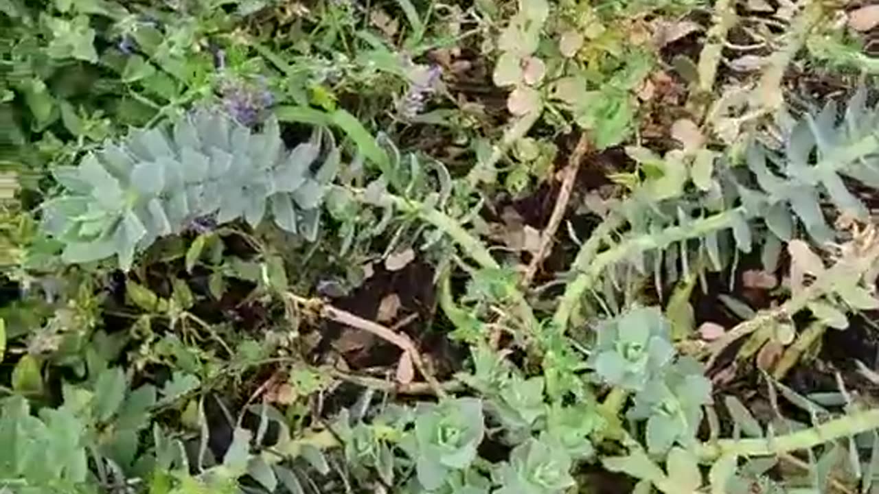 Myrtle Spurge