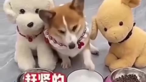 Drama dog.....🤣🤣🤣