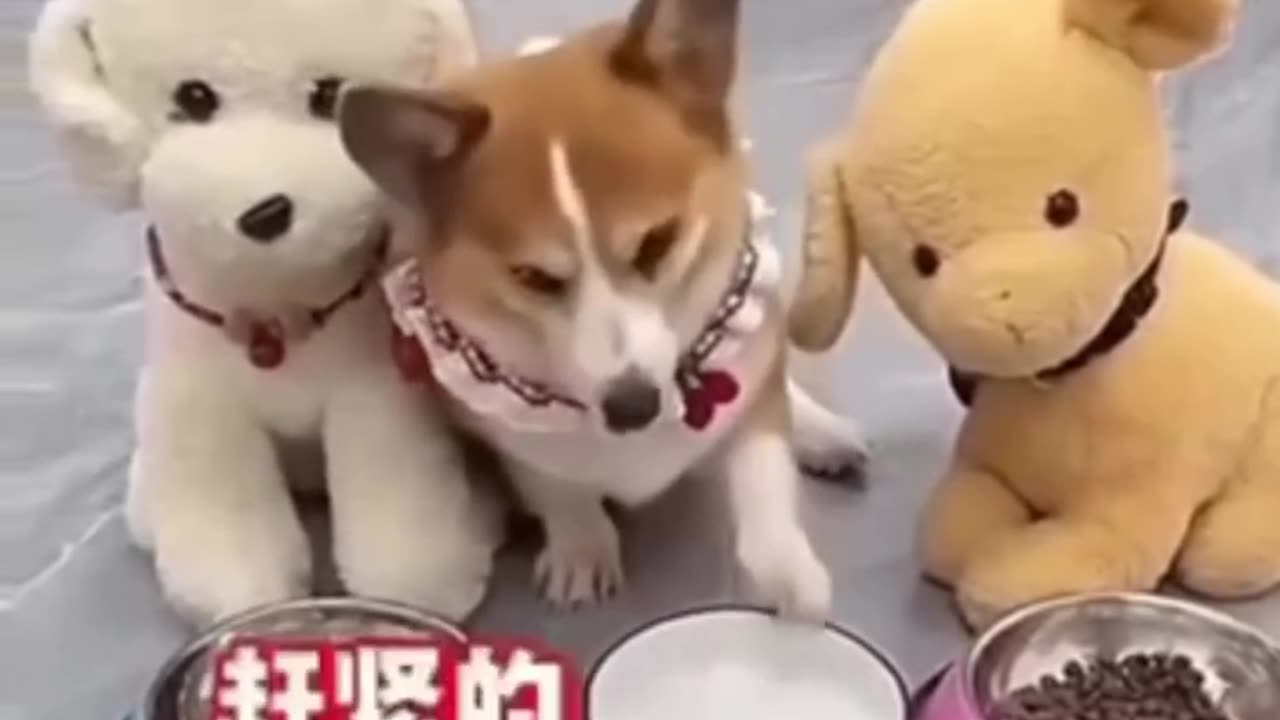 Drama dog.....🤣🤣🤣