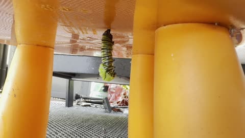 ABSOLUTELY AMAZING! The EXACT Moment a Caterpillar Turns Into a Chrysalis! 