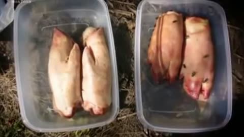 BADANIE MUMII - KRZYKACZ dokument pl