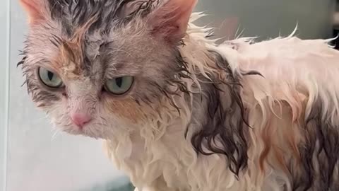 If you are watching this video, know that God has made you the guardian angel of a hungry cat.