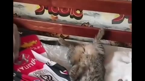 😂 You Won't Believe This Cat's Dodge! | FunFM
