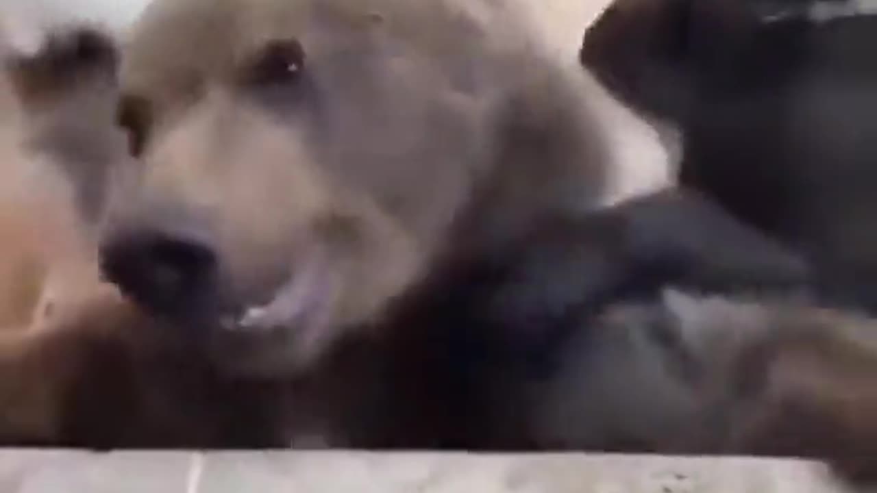 Strange Puppy