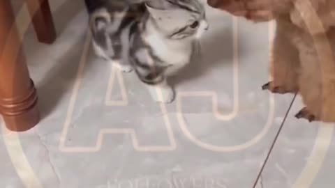 Funny animals video