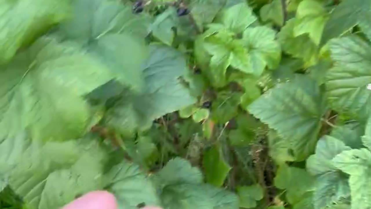 My Favorite Berry