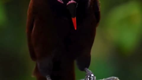 Clinging to Dignity 🐦😂 | Sounds of Nature