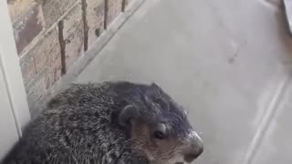 😂📦 You Won't Believe This Groundhog's Delivery Guarding Skills! | FunFM