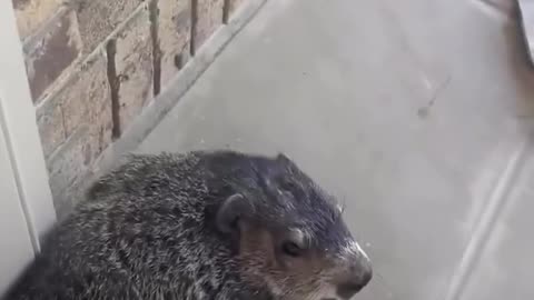 😂📦 You Won't Believe This Groundhog's Delivery Guarding Skills! | FunFM