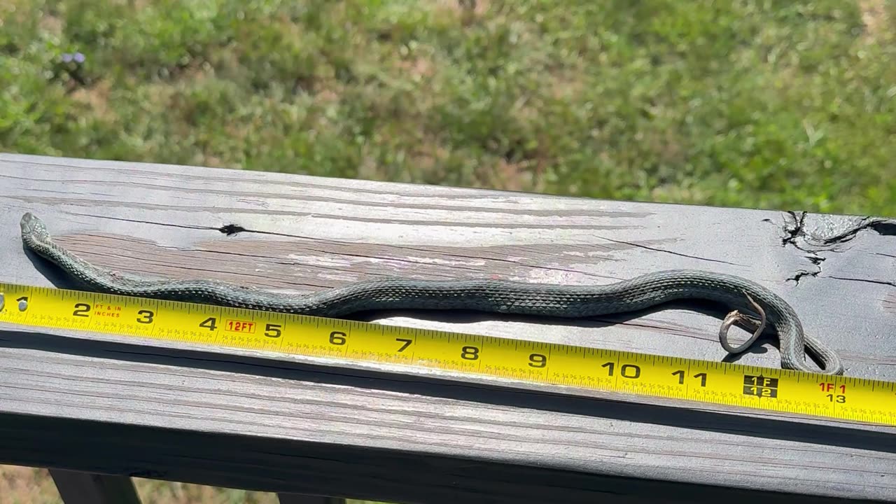 I found a blue snake in the Kentucky blue grass.
