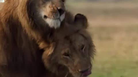 Lion Ambushed by a Pack of Hyenas – Intense Wildlife Showdown