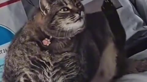 My cat is not FAT