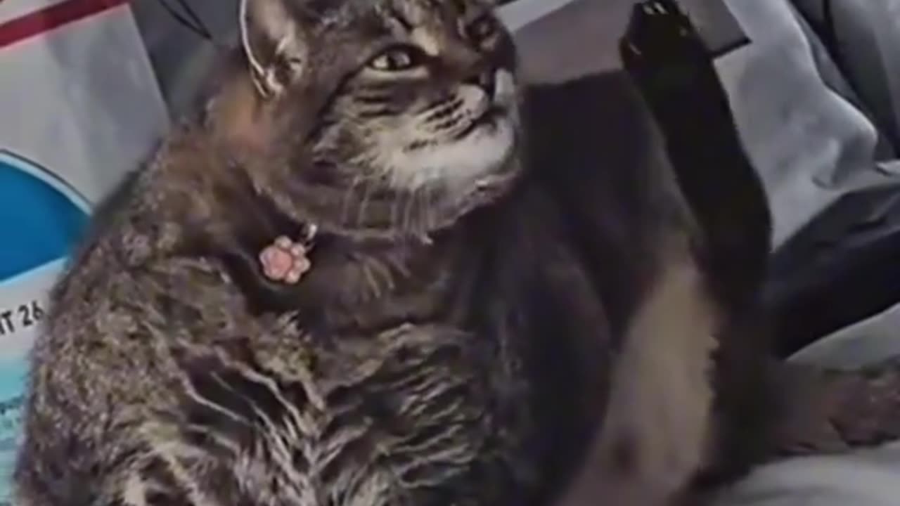 My cat is not FAT