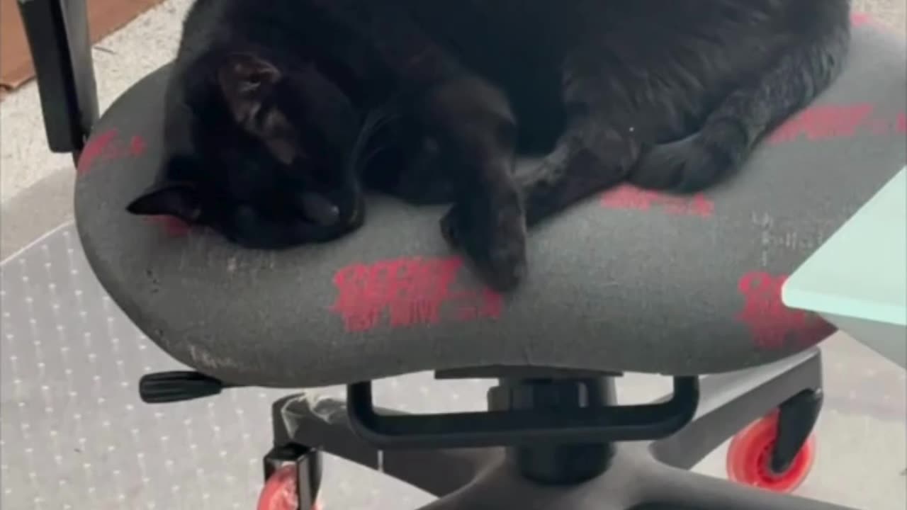 Cute Precious Piper is Just Relaxing in the Office - My Adopted Shelter Cat Vlog. #shorts