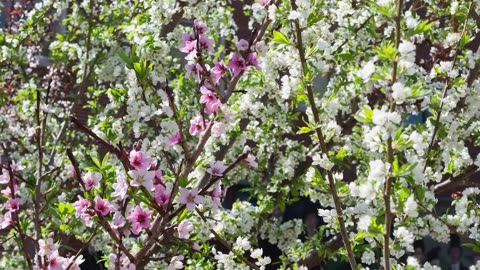 This Crazy Tree Grows 40 Kinds of Fruit National Geographic