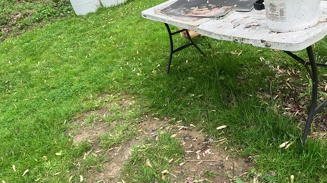 The Chicken-