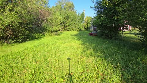 Cars Swallowed by Nature After Decades – NCH172761XH #PlantifyLifeUS #AbandonedCars #NatureTakesOver