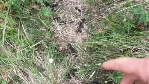 Coyote Poop & Moose Encounter_ Bear Trail Hike!