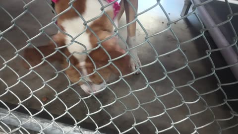 Kuma 1y Pet Id 948375 kennel 24 HSSAZ shelter trying 2 get him 2 use more sense of smell20250711_198