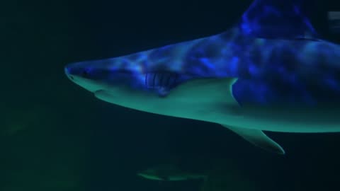 शार्क के 5 डरावने तथ्य Shark Facts in Hindi Scary Ocean Facts