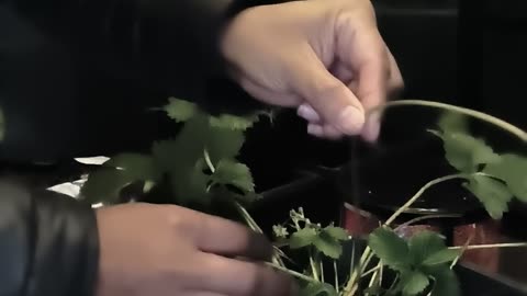 STRAWBERRY REPRODUCTION BY STOLONS