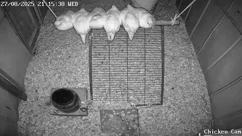 Millar Time Chicken Cam
